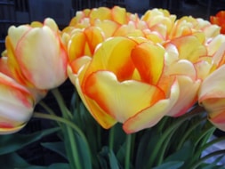 Beauty-of-Spring-(3)